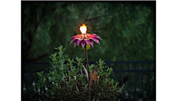 Desert Steel Bishop Dahlia Garden Torch | 409-002