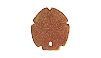 Artistry In Mosaics Sand Dollar Mosaic | Brown - 5" | SDOBROB