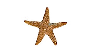 Artistry In Mosaics Starfish Mosaic | Blue - 5" | STABLUB