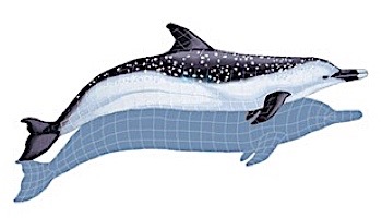 Ceramic Mosaic Spotted Dolphin with Shadow | 52" x 23" | SD4-52/SH