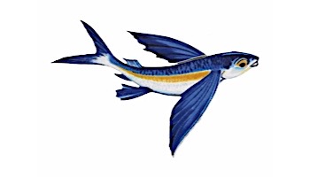 Porcelain Mosaic Flying Fish-B | 8" x 5" | PORC-FF14