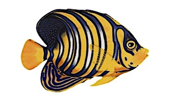 Porcelain Mosaic Reef Fish | Regal Angelfish | PORC-RF8-8