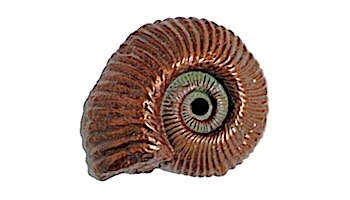 Pentair Copper Shell Fossil Nautilus | 5824205