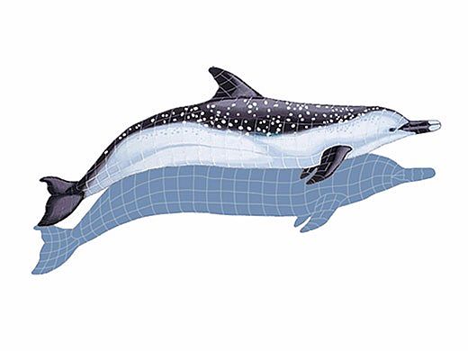Ceramic Mosaic Spotted Dolphin with Shadow | 52" x 23" | SD4-52/SH
