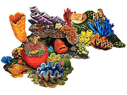 Porcelain Mosaic Coral | Reef Scene C | PORC-CR30C