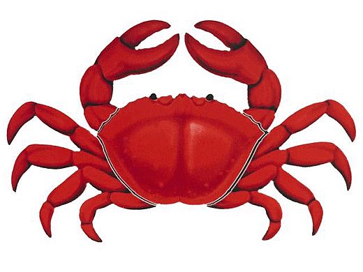 Porcelain Mosaic | Red Crab | PORC-RC11-7